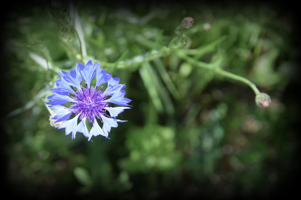 Simple supermarket seed soaring