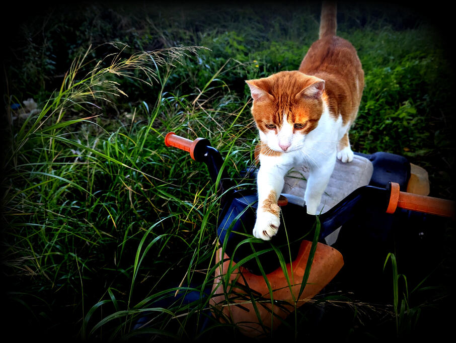 I want my driving license